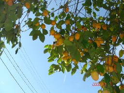 画像の説明
