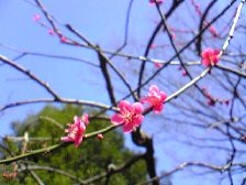 画像の説明