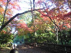 紅葉のアーチ