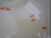ふ化して数日のいくらちゃん。ほとんどお腹！